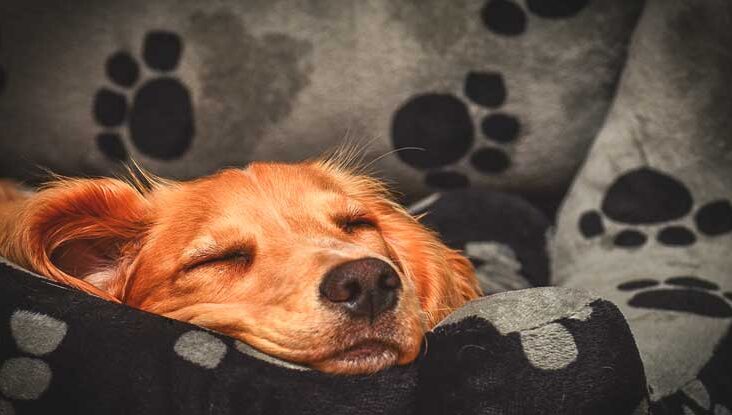 A dog sleeping on a couch with paw prints.