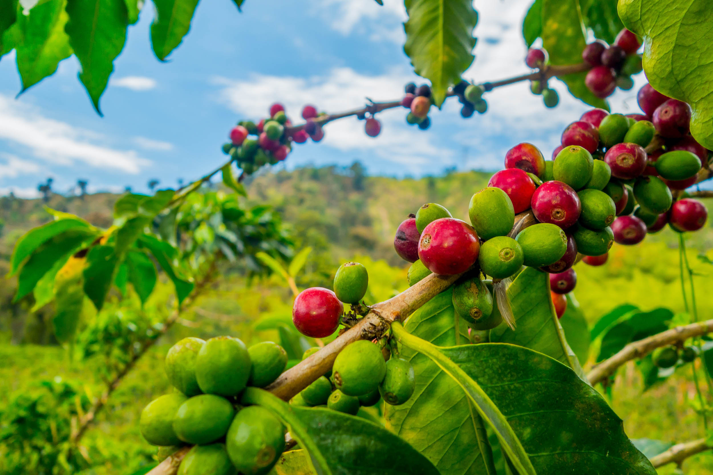 Coffee beans growing on a tree.