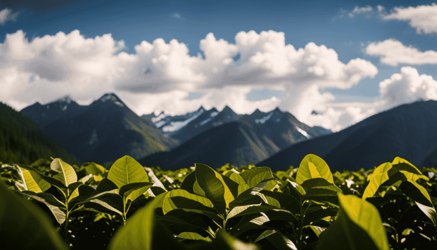 An image showcasing a vibrant coffee farm nestled amidst towering mountains
