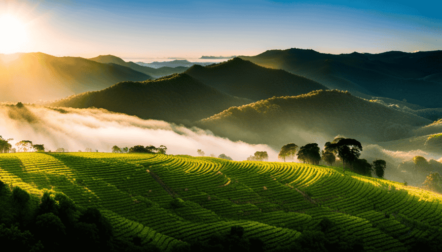 An image of lush green coffee plantations in the Blue Mountains, with mist rolling over the hills