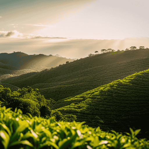An image showcasing a vibrant Jamaican landscape with lush green tea plantations stretching as far as the eye can see