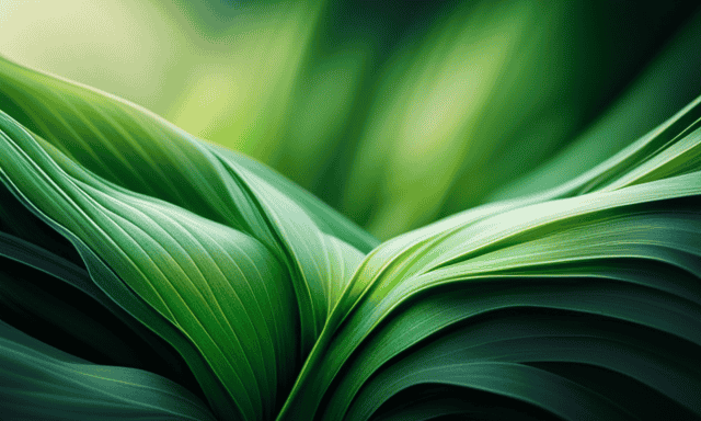 An image featuring a vibrant, close-up view of chicory root fiber, showcasing its rich, deep green hue and intricate leafy texture, highlighting its potential as a significant source of Vitamin K