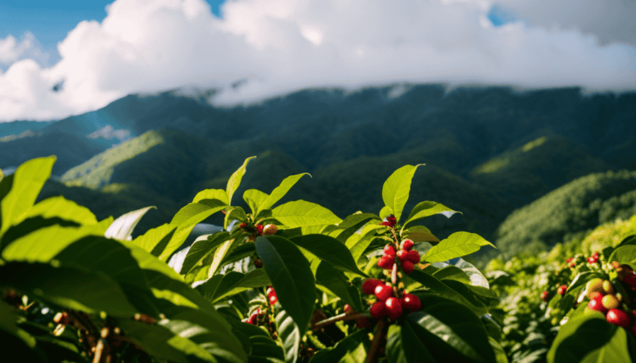 An image showcasing the vibrant essence of Pacas Coffee: A sun-kissed Central American landscape framed by lush, emerald-green coffee plantations; delicate, ruby-red coffee cherries glistening in the golden sunlight, promising a fruity and invigorating brew