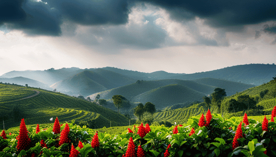 An image capturing the essence of Cameroon and Ethiopian coffee: a vibrant collage of lush coffee plantations stretching across rolling hills, adorned with bright red coffee cherries and bustling with farmers harvesting the beans