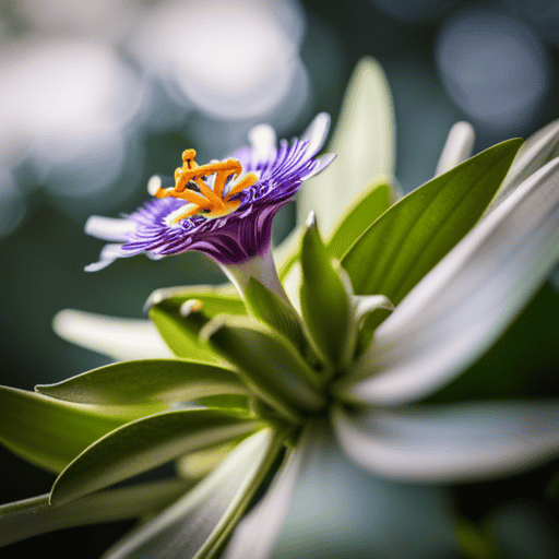 An image showcasing a serene, botanical setting with a vibrant passion flower blooming amidst lush green leaves