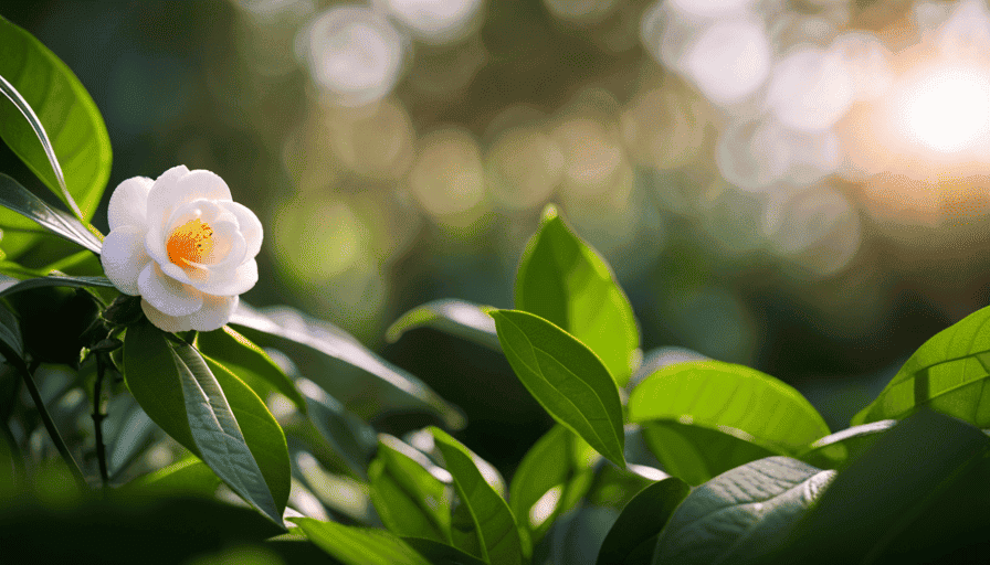 An image that showcases the delicate beauty of the Camellia sinensis flower, surrounded by a vibrant tapestry of tea leaves