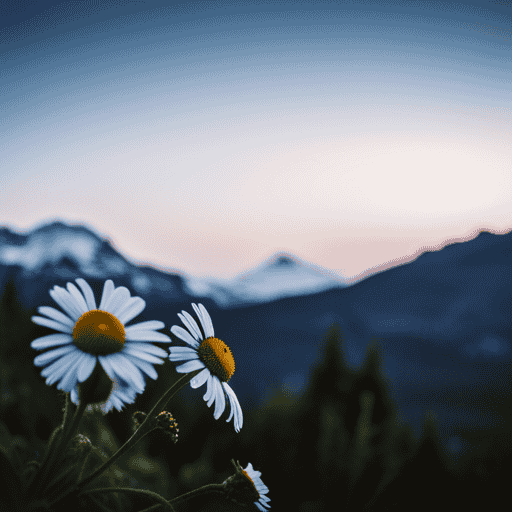An image featuring a serene, misty mountain landscape at dawn, with a vibrant, blooming chamomile flower in the foreground