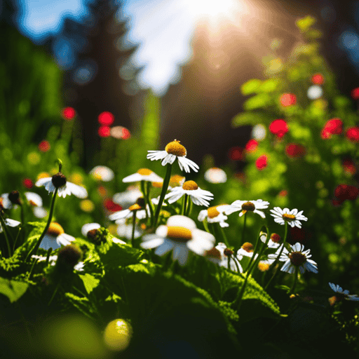 An image showcasing a serene, sunlit garden with vibrant chamomile, red raspberry leaf, and nettle plants flourishing alongside delicate blossoms, evoking a sense of rejuvenation and fertility