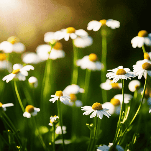 An image showcasing a serene, sunlit garden filled with vibrant chamomile and peppermint plants