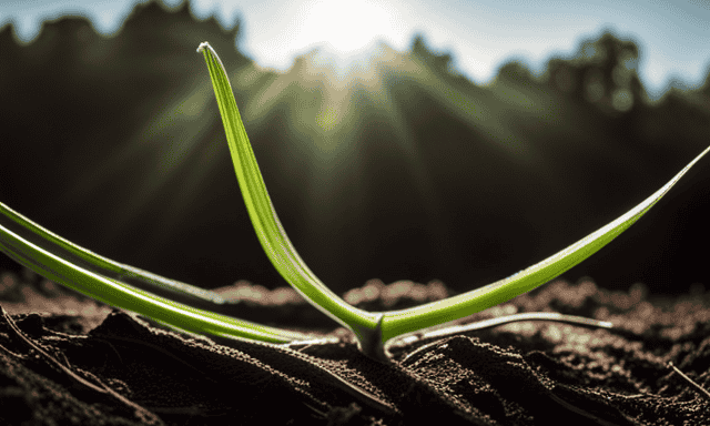 An image showcasing a slender, vibrant green chicory plant with its long, serrated leaves reaching towards the sky