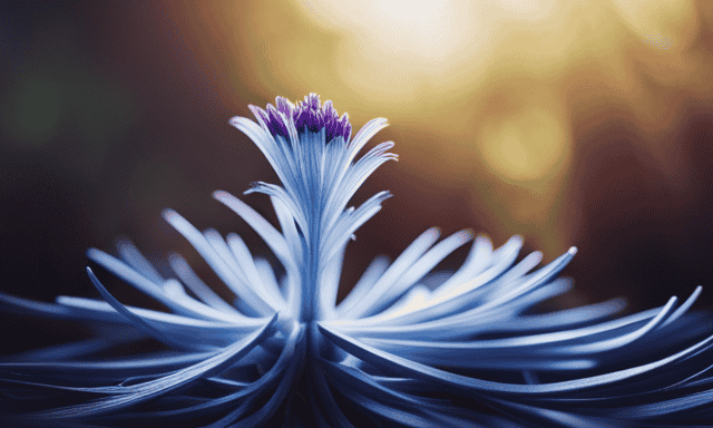 An image showcasing a close-up view of a chicory plant, with its vibrant blue flowers and fibrous roots