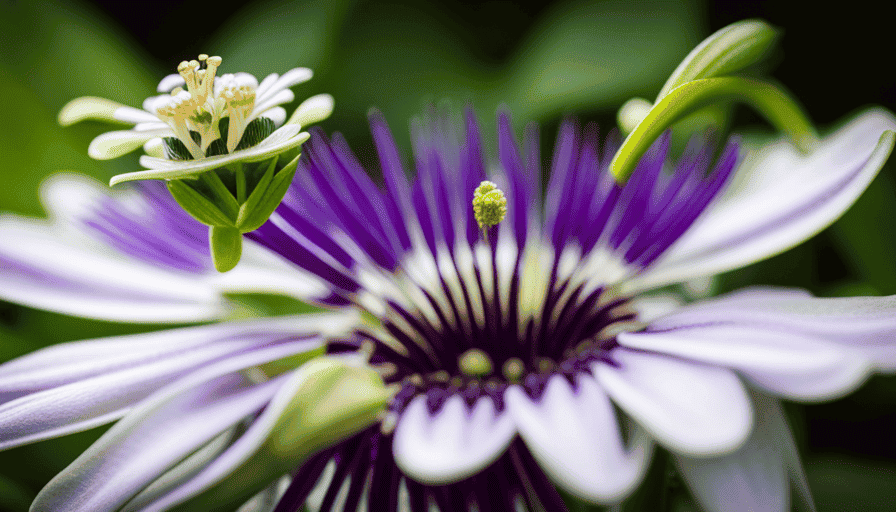 An image showcasing the vibrant purple passion flower blooming gracefully, its delicate petals unfurling amidst lush green leaves
