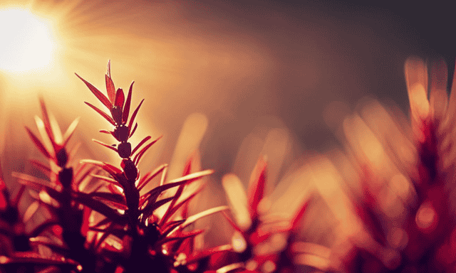 An image showcasing a close-up of a vibrant red rooibos plant, with its needle-like leaves radiating from the stem