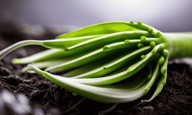 An image showcasing a vibrant green endive leaf surrounded by a cluster of chicory roots