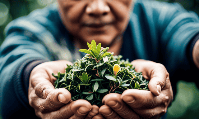 An image showcasing a close-up view of skilled hands carefully plucking tender, twisted tea leaves from the topmost branches of a thriving tea tree, destined to be crafted into the exquisite Oolong tea