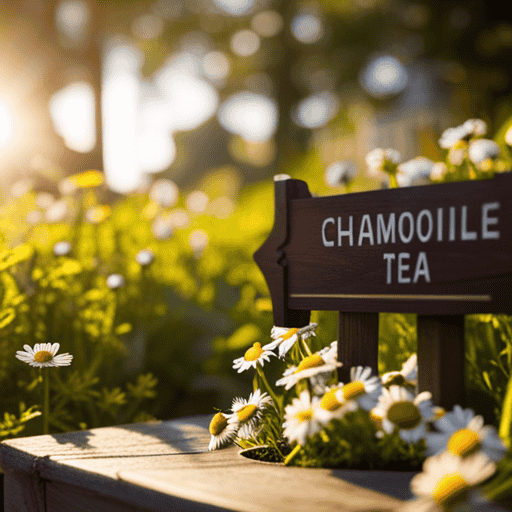 An image showcasing a serene, sun-kissed garden with vibrant chamomile blooms, basking in the golden hour light