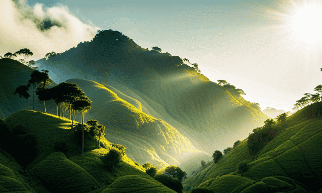 An image showcasing the lush, emerald-green rainforests of South America, where Guayaki Yerba Mate is sustainably sourced