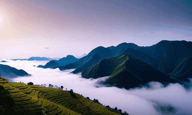 An image showcasing the picturesque tea gardens of China's Prince of Peace Oolong tea