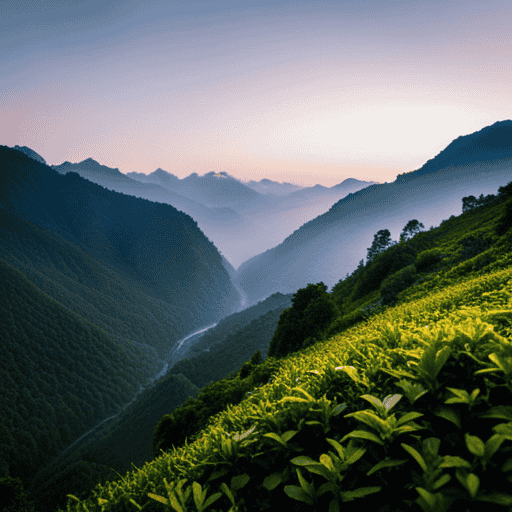 An image capturing the serene beauty of the Himalayan mountains, with misty peaks towering over lush green tea plantations, offering a glimpse into the picturesque region where Yogi Tea is carefully cultivated and crafted