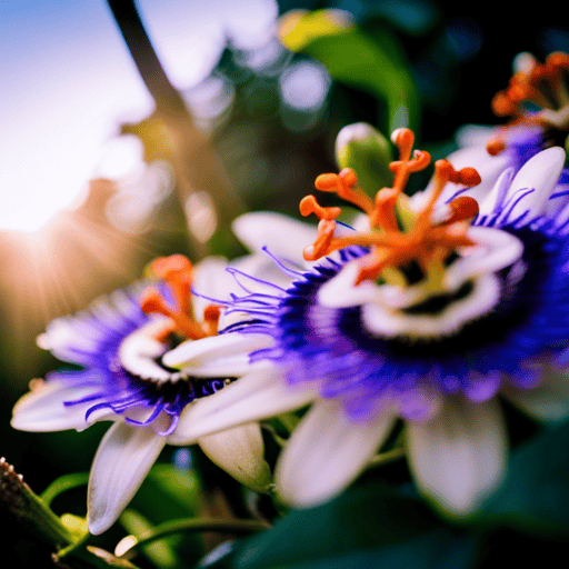 An image showcasing a vibrant and diverse array of passion flowers in full bloom, showcasing their unique colors, intricate patterns, and various shapes, inviting readers to explore the world of passion flower teas