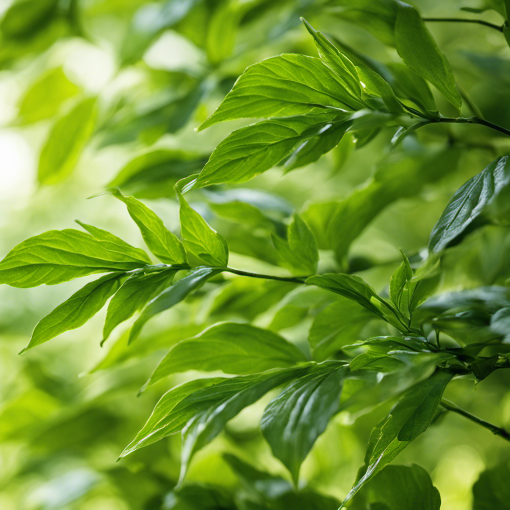 An image showcasing the vibrant green leaves of a Sencha tea plant, bathed in soft sunlight