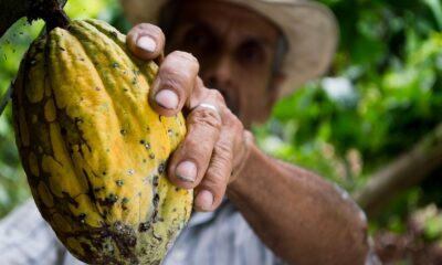 Man Picking Yellow Cocoa Fruit