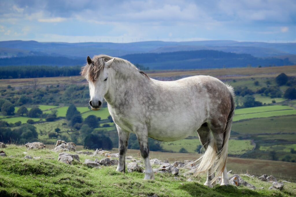 White Pony on a Mountain