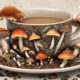 mushroom coffee without caffeine