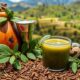 yerba mate health benefits