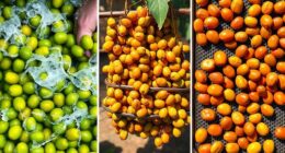 coffee processing techniques comparison