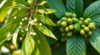 coffee types comparison