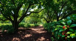 coffee shade tree benefits