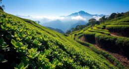 tea growing conditions