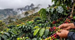 altitude influences coffee flavor