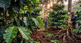 coffee s regenerative practices