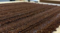 coffee waste transforms materials