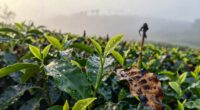 impact of climate change