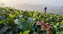 impact of climate change